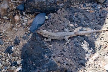 Wall lizard Gallotia galloti galloti relaxing on lava stones, Canary Islands, Tenerife, Spain - Image