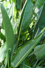 Green leaves texture. Fresh spring tropical leaves background