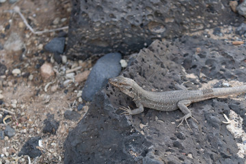 Tenerife lizard on the rocks, Canary Islands, Tenerife, Spain - Image