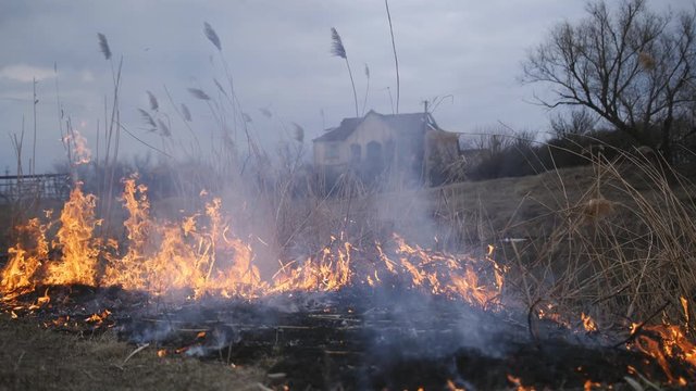 Natural disaster, fire destroying cane grass and bush at riverbank in marsh