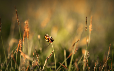 Bee labor is collecting pollen in yellow grass garden