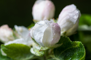 Blooming apple tree with white flowers after the rain