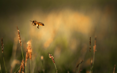 Bee labor is collecting pollen in yellow grass garden