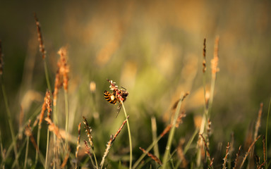 Bee labor is collecting pollen in yellow grass garden