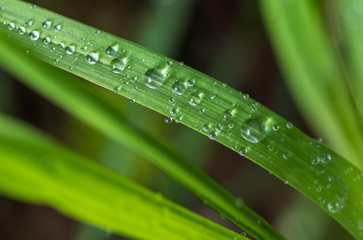 Fototapeta na wymiar Fresh green grass with water drops after the rain