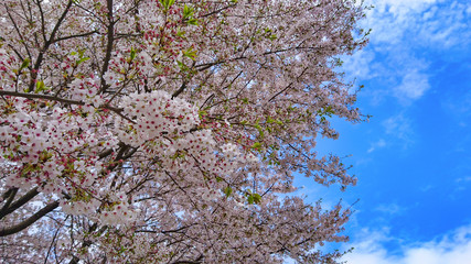 桜　春　４月　青空　雲　自然　桜色　ピンク　光　太陽　輝き