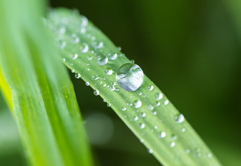 Fresh green grass with water drops after the rain
