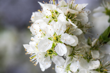 Blooming apple tree with white flowers after the rain