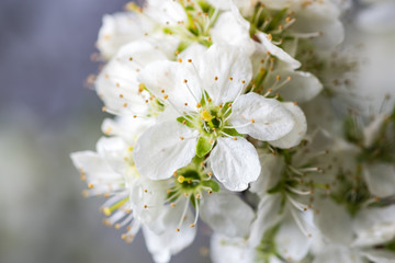 Blooming apple tree with white flowers after the rain