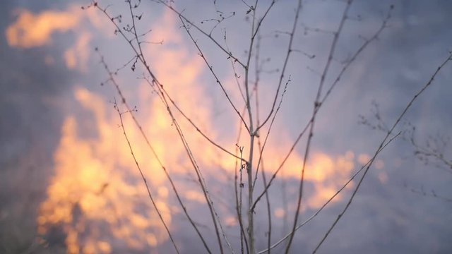 The fire consumes the dry grass on the river Bank.