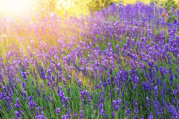 Obraz premium Lavender bushes closeup on sunset. Sunset gleam over purple flowers of lavender.