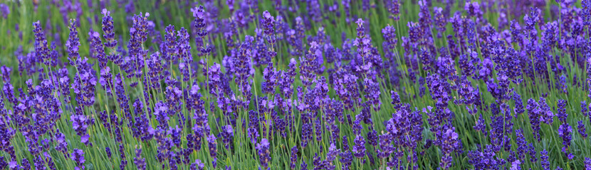 Naklejka premium Lavender bushes closeup on sunset. Sunset gleam over purple flowers of lavender.