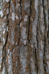 Pine bark texture