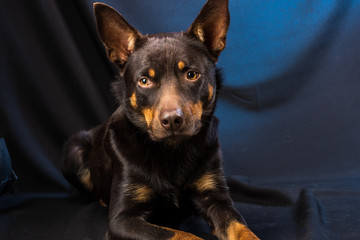 Portrait of an Australian Kelpie dog in a studio on a dark background