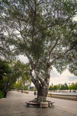 A huge old tree in a city park