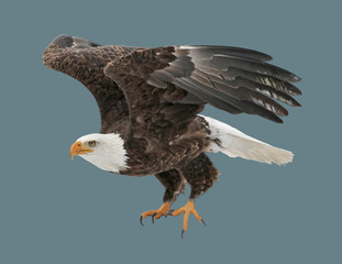Bald eagle in flight