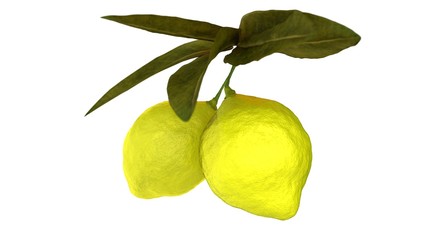 Lemon lime hanging on tree branch.