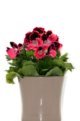 Edelgeranie Pelargonien freigestellt auf weißem Hintergrund