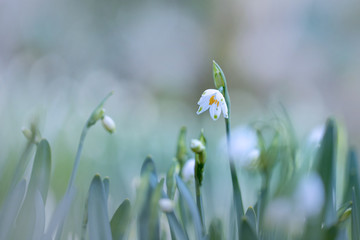 スノーフレーク