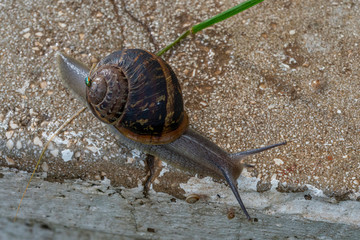 Snail on a pavement