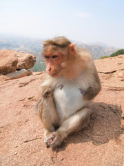 Monkey Langur - cripple