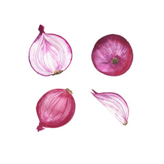 Set of red onion and onion slices isolated on white background. Hand drawn watercolor illustration.