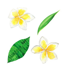 Set of white and yellow plumeria flowers and green leaves isolated on white background. Hand drawn watercolor illustration. 