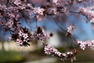 japanische kirschblueten cherry blossom