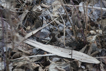 leaves in snow