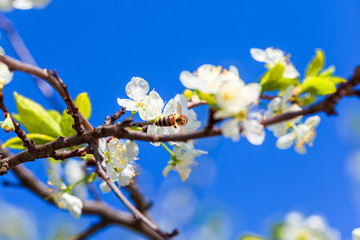 Bee on apple blossom; closeup of a beautiful spring apple tree against blue sky, shallow field - Image