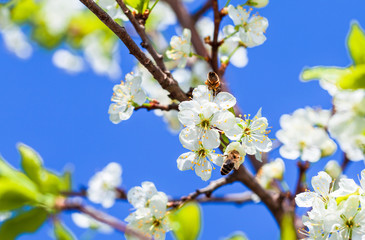 Bee on apple blossom; closeup of a beautiful spring apple tree against blue sky, shallow field - Image