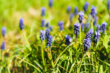 Muscari armeniacum or grape hyacinth in spring garden. selective focus.