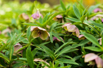 Green flowers. Helleborus viridis, commonly called green hellebore. selective focus