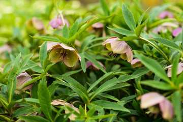 Green flowers. Helleborus viridis, commonly called green hellebore. selective focus