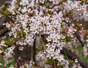 Close-up of first gentle white flowers blooming cherry branch. Selective focus. Spring concept.