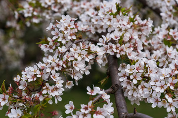 Close-up of first gentle white flowers blooming cherry branch. Selective focus. Spring concept.