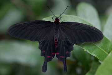 schwarzer schmetterling