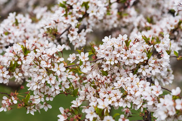 Close-up of first gentle white flowers blooming cherry branch. Selective focus. Spring concept.