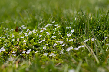 Spring meadow. Slender speedwell (Veronica filiformis) small and delicate flowers of ground cover plants . Selective focus. Springtime.