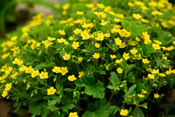 Yellow flowers