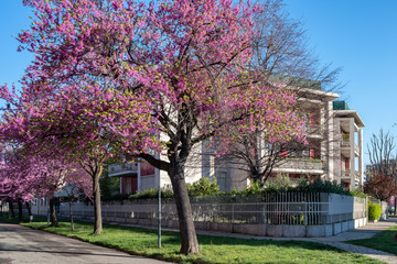 flowering trees and architecture in Turin (Piedmont), Italy
