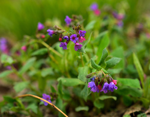 beautiful wildflowers. blooming grass. selective focus.