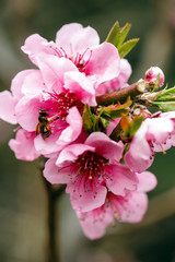 Buds and flowers on a branch of a Japanese cherry tree. Spring blossoms. Bee collects honey. Nature macro.