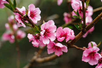 Buds and flowers on a branch of a Japanese cherry tree. Spring blossoms. Nature macro.