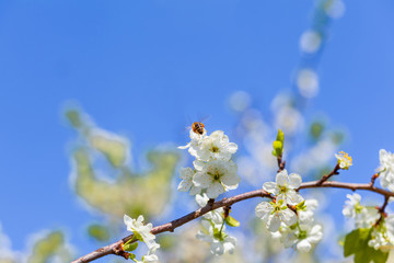 Bee on apple blossom; closeup of a beautiful spring apple tree against blue sky, shallow field - Image