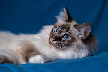 hübsche Rassekatze mit blauen Augen Heilige Birma liegt auf einer strahlend blauen Decke