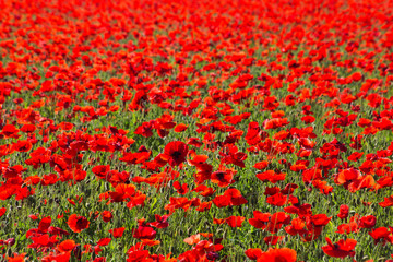 Red Corn Poppy Fields Near Fredericksberg, Texas