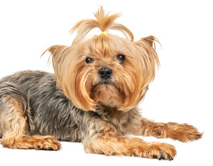 Dog Yorkshire Terrier