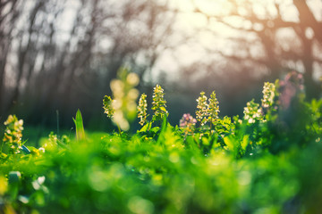 Spring forest