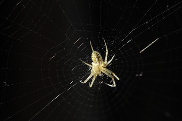 Spinne im Netz